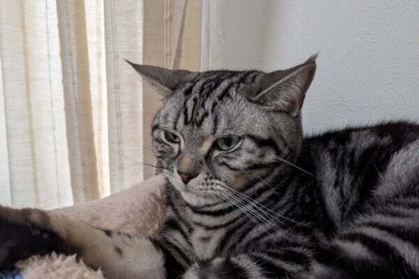 ヒゲ剃りが気になる猫たち