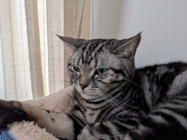 ヒゲ剃りが気になる猫たち