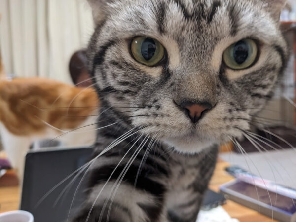 とうちゃん！とうちゃんっ！👀✨