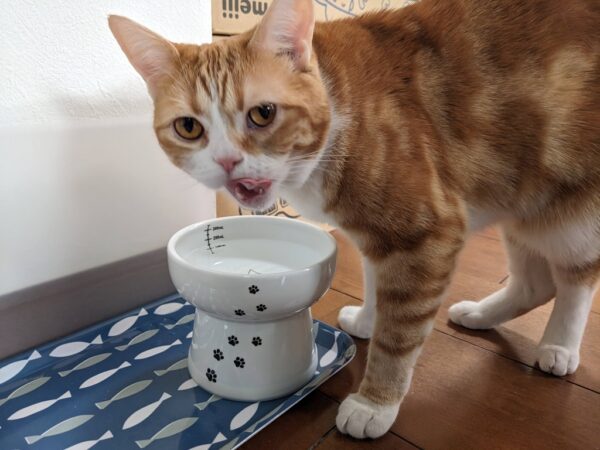 ちくわ🍥