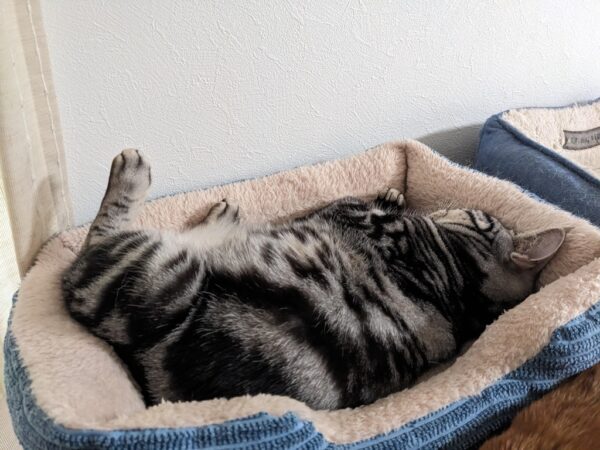 寝る子、それが寝子(猫)🐱