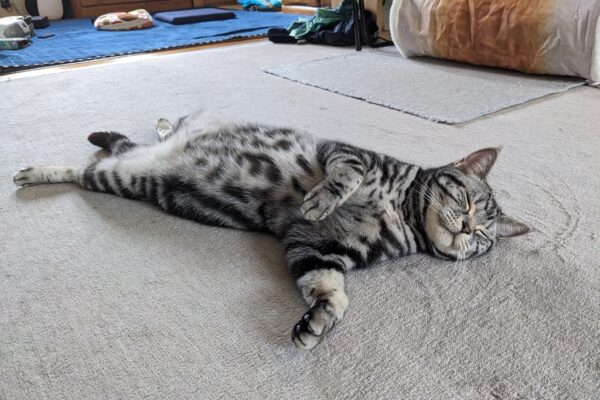 連休の出来事色々と、色々なまくら💤