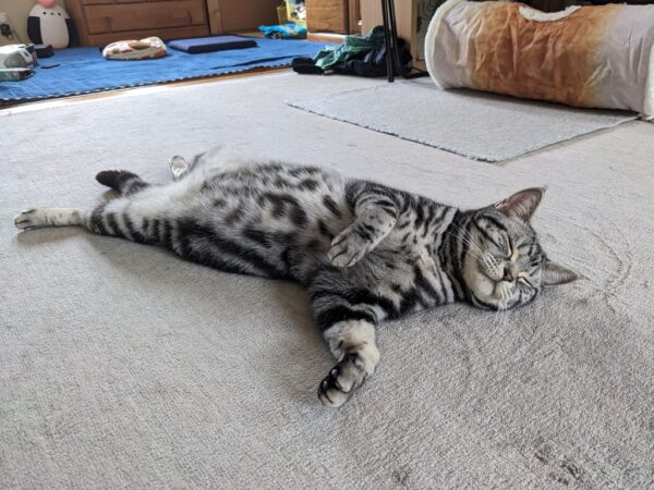 連休の出来事色々と、色々なまくら💤