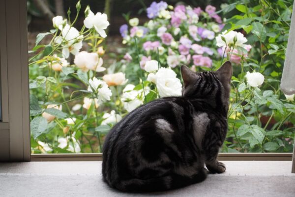 今年のバラが満開に🌹