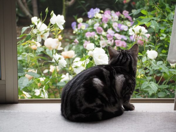 今年のバラが満開に🌹