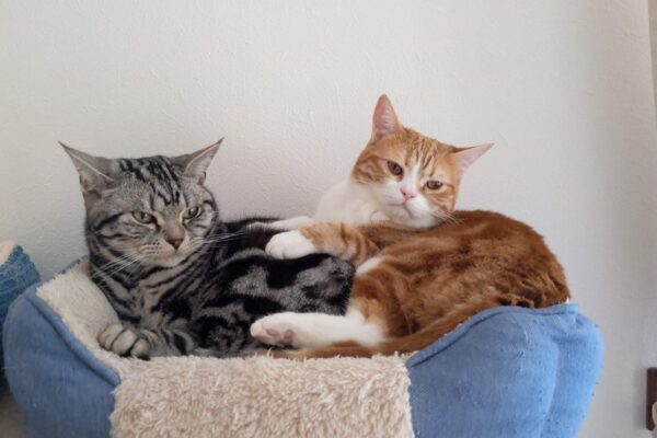 兄のことを信頼する猫🐱