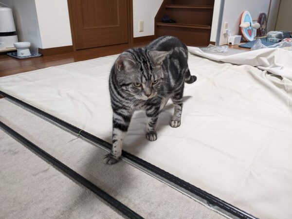 暑さ対策