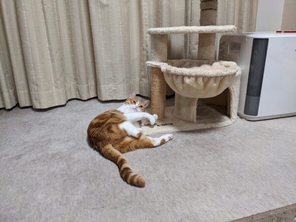 うみちゃんの体調不良
