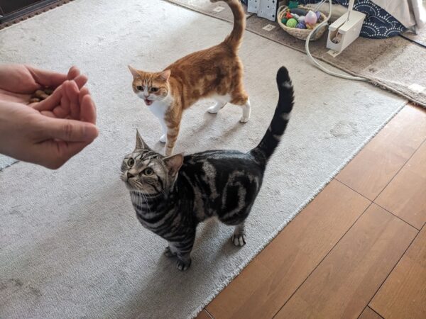 にゃあぁ～！