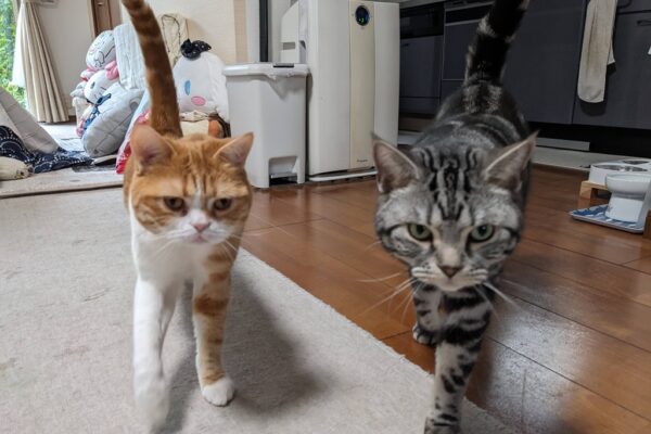 入場！🐈🐈‍⬛