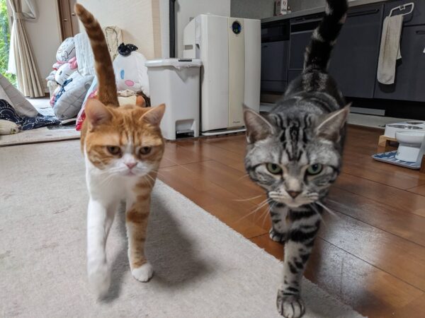 入場！🐈🐈‍⬛