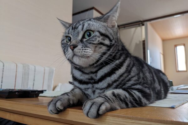 だらしないジェイソン