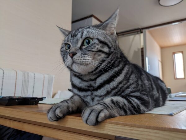 だらしないジェイソン